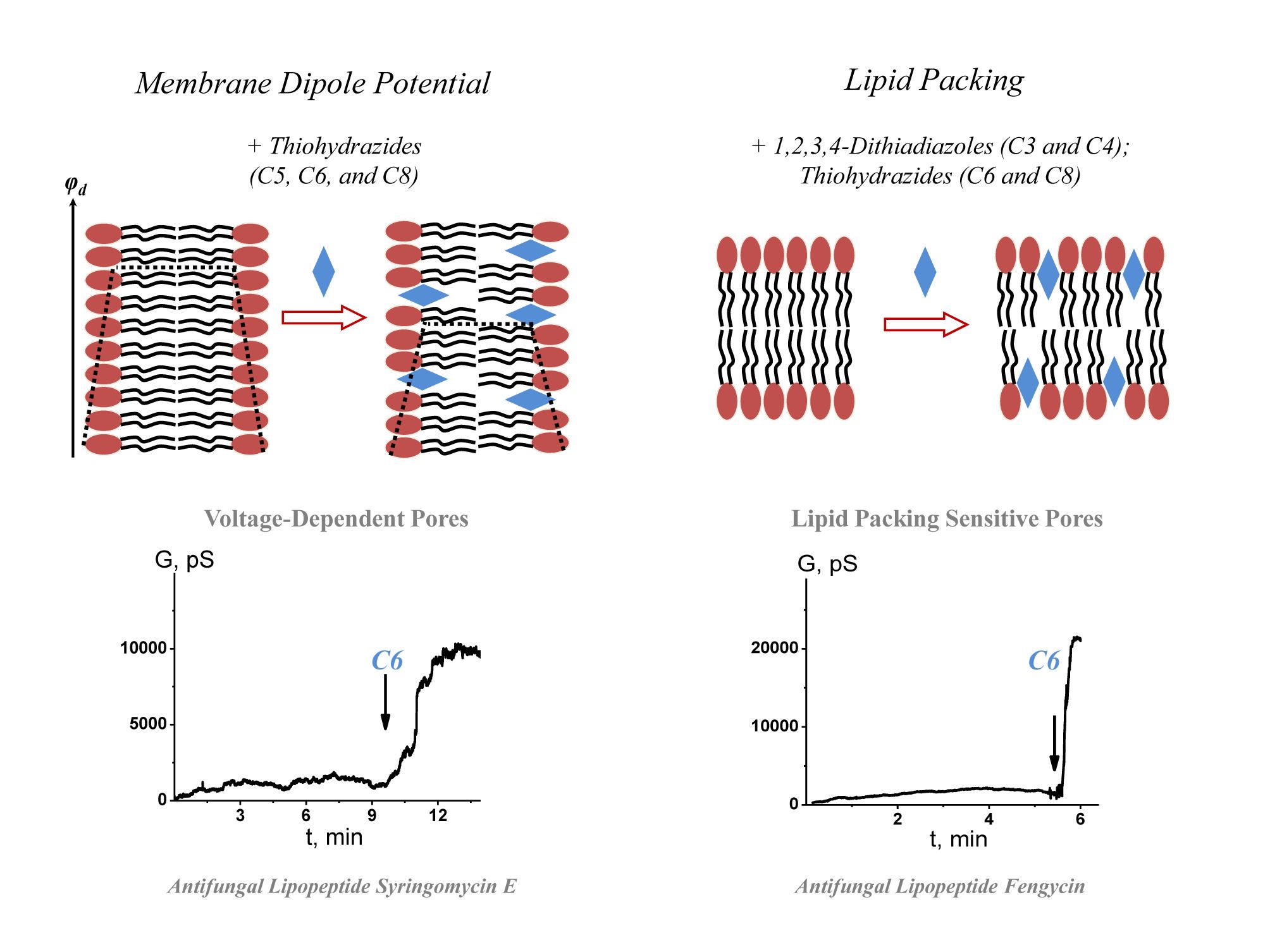 1,3-Thiazine, 1,2,3,4-Dithiadiazole, and Thiohydrazide Derivatives Affect Lipid Bilayer Properties and Ion-Permeable Pores Induced by Antifungals